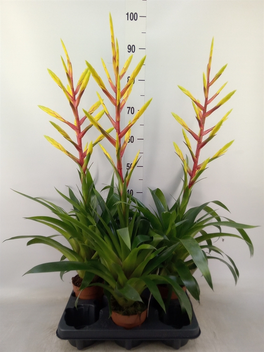 <h4>Tillandsia</h4>