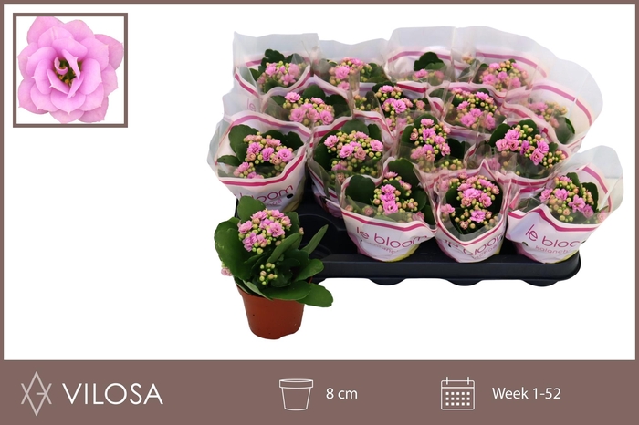 <h4>KAL GE ZETA LILAC</h4>