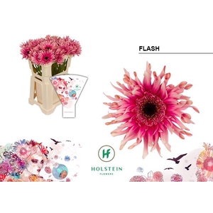 Gerbera Pasta Flash Water x40