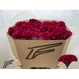CELOSIA ARG. CR 'CLUBS FIRE'