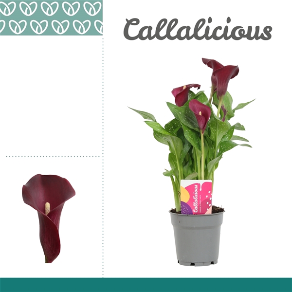 <h4>Zantedeschia Bordeaux Rood</h4>