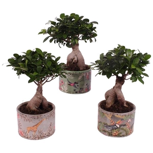 Ficus m. Ginseng Ball Shape Ø15cm in Ø16cm Ceramic BY561