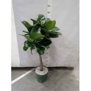 Ficus elastica 'Robusta'