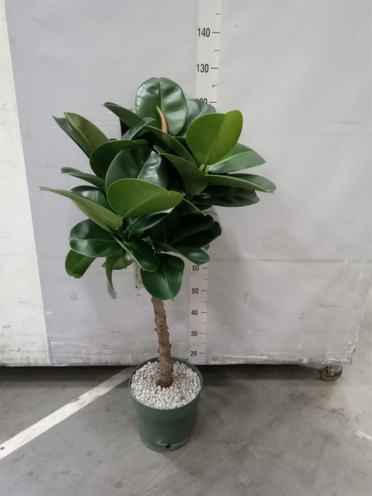 <h4>Ficus elastica 'Robusta'</h4>