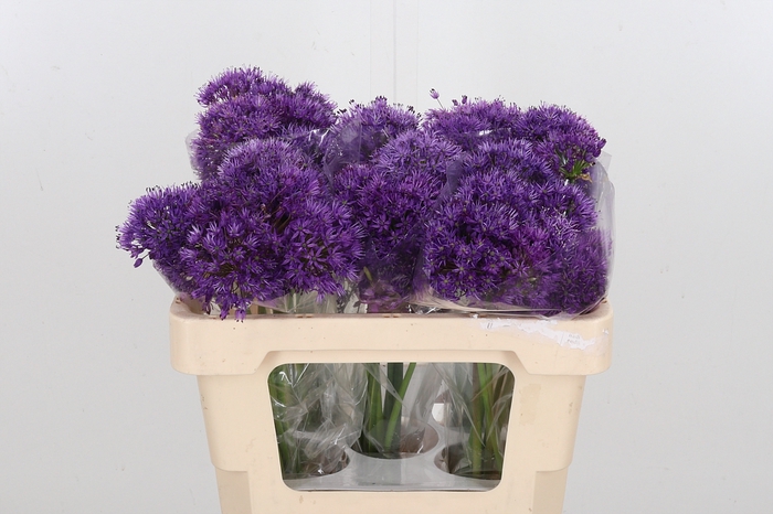 <h4>Allium Purper Sensation</h4>