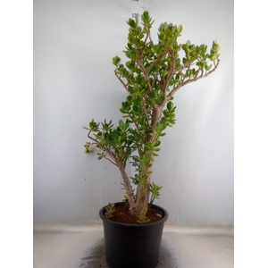 Crassula ovata