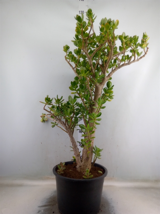 <h4>Crassula ovata</h4>