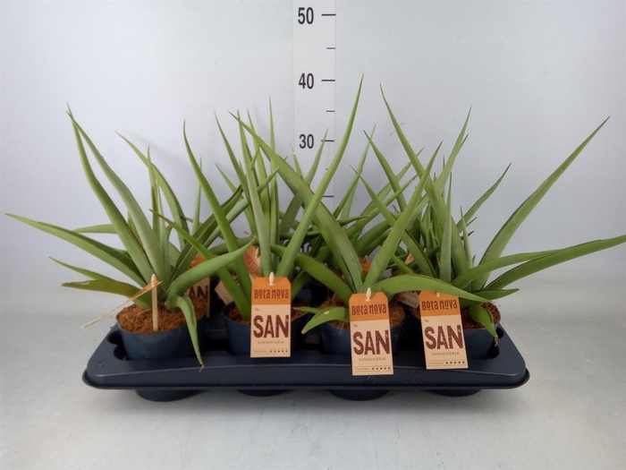 <h4>Sansevieria   ...</h4>