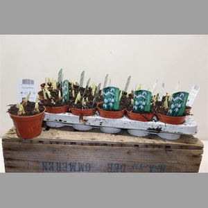 Galanthus Niv In Pot