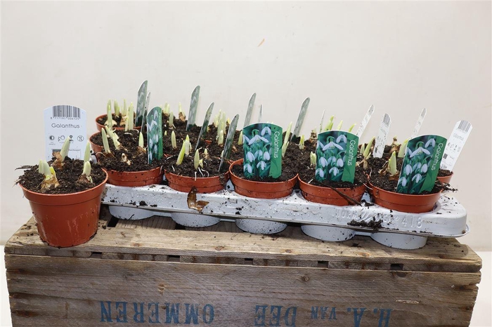<h4>Galanthus Niv In Pot</h4>