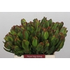 Leucadendron Laurel Yellow