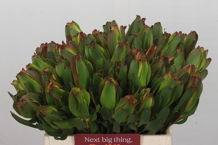 <h4>Leucadendron Laurel Yellow</h4>