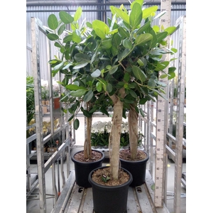 Ficus benghalensis 'Audrey'