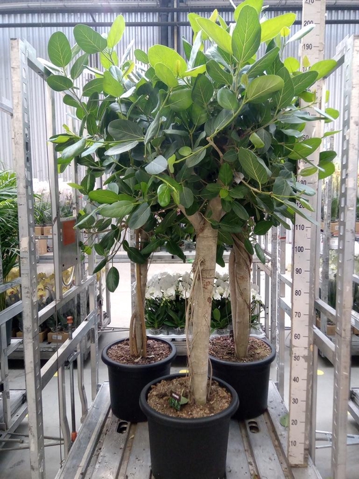 <h4>Ficus benghalensis 'Audrey'</h4>