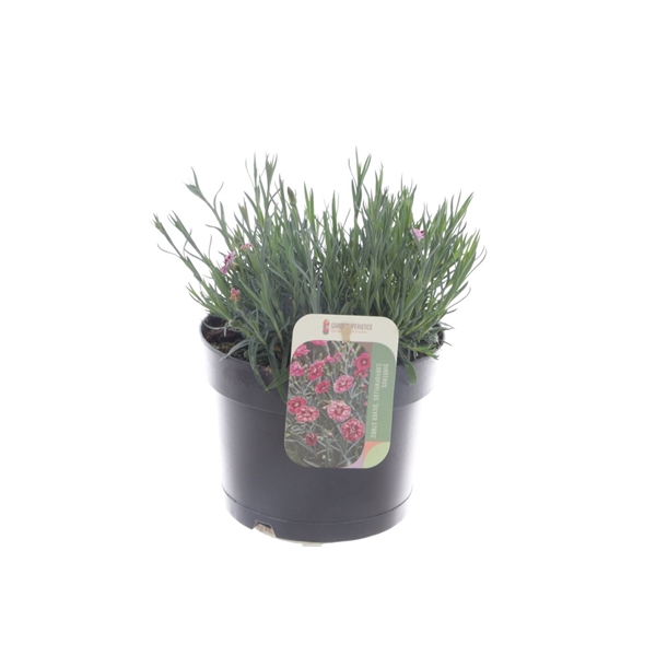 <h4>Dianthus Silver Stars Supernova</h4>