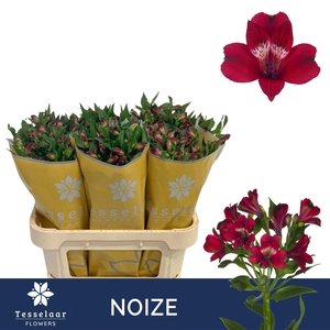 ALSTR NOIZE