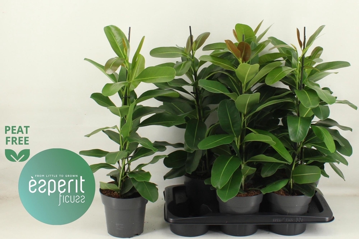 <h4>FIC MI SMILE</h4>