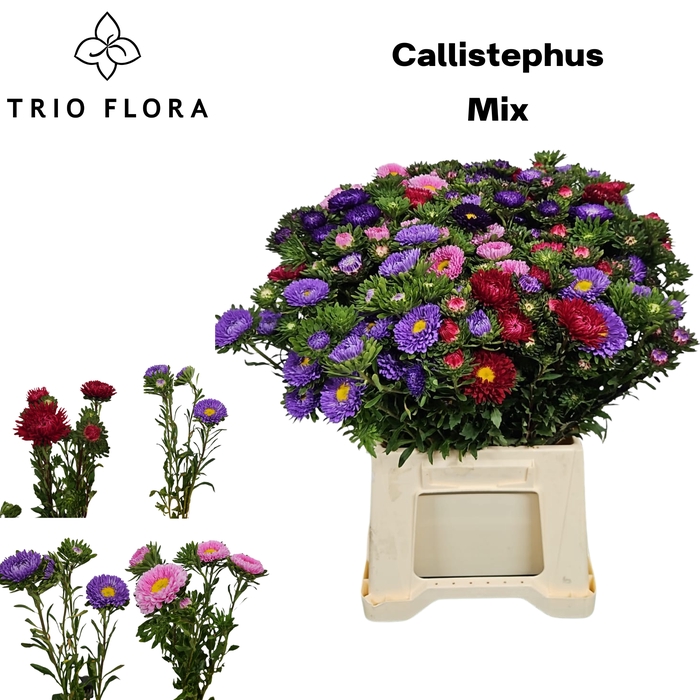 <h4>CALLIS PER BOS 235 Gram / Bos</h4>
