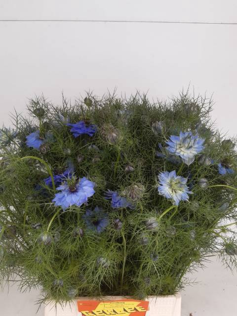 <h4>Nigella Blue Bunch Gerlee</h4>