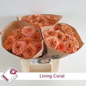 R GR LIVING CORAL