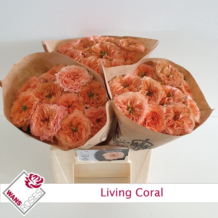 <h4>R GR LIVING CORAL</h4>