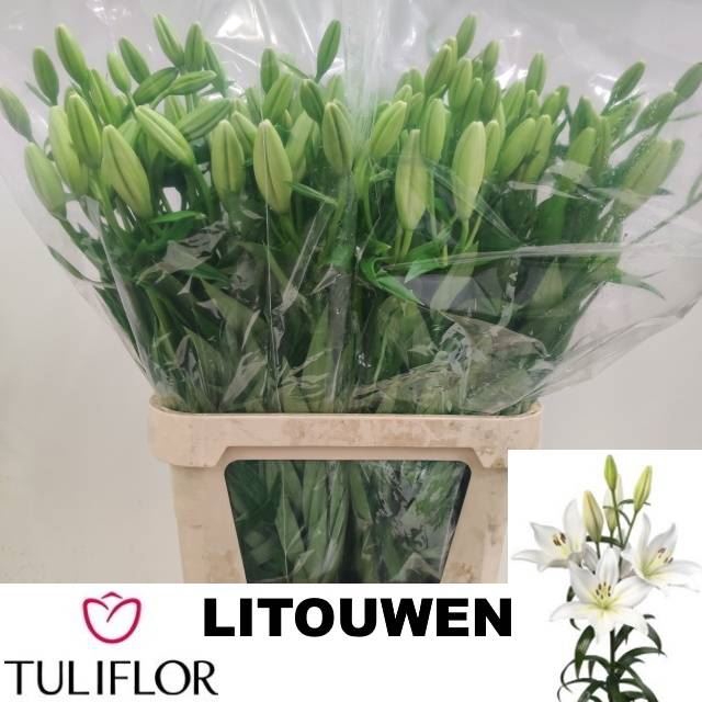 <h4>LI LA LITOUWEN</h4>