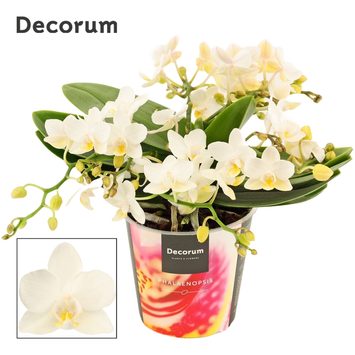 <h4>Phalaenopsis Table Whitney 4+ tak (Decorum)</h4>