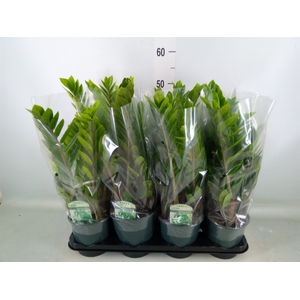 Zamioculcas zamiifolia