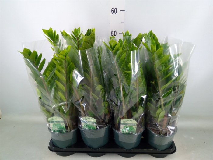 <h4>Zamioculcas zamiifolia</h4>