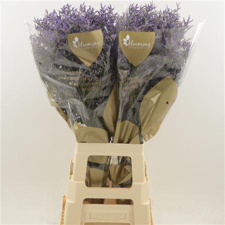 <h4>Limonium Safora Dark Blue</h4>