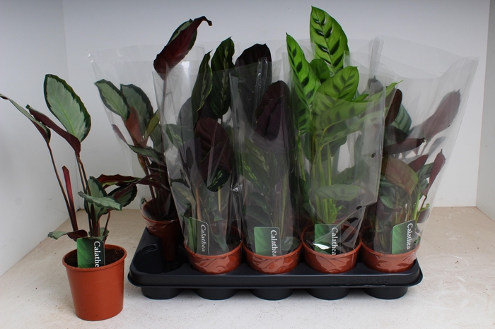 <h4>CALAT GEM 3 SRT</h4>