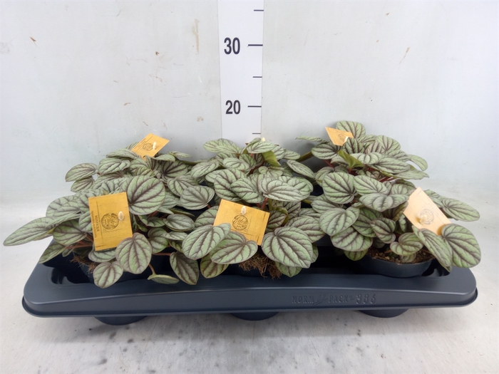 <h4>Peperomia</h4>