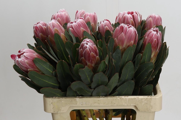 <h4>Protea Carnival</h4>