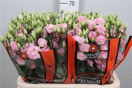 <h4>Eus G Rosi Bright Pink</h4>