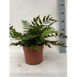 CYRTOMIUM FALCATUM