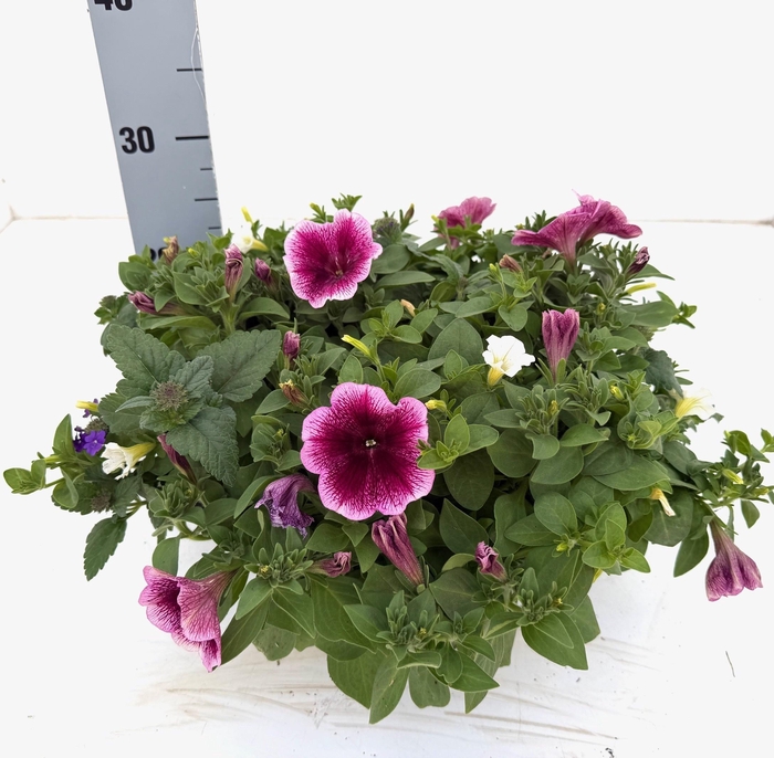 <h4>PERKPL GEM IN POT</h4>