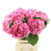 Hydr M Hot Pink Premium 60-18