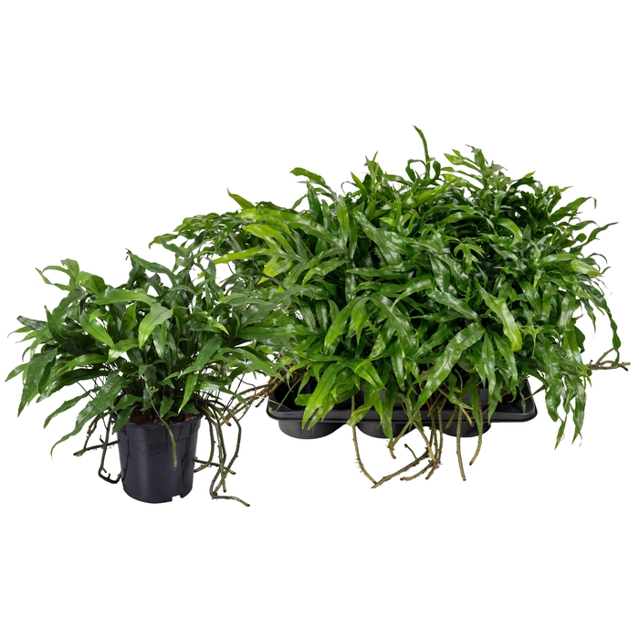 MICROS DIVERSIFOLIUM