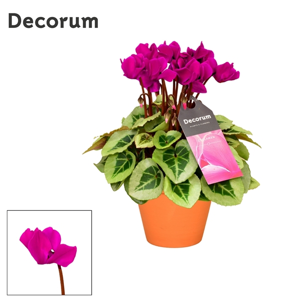 <h4>Cyclamen SS Picasso Paars in Patio Pot</h4>