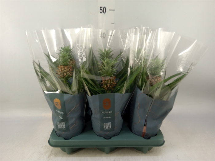 <h4>Ananas  'Mi Amigo'</h4>