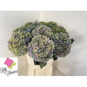 HYDR M ROY PARADE CL