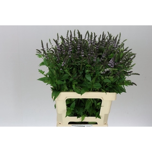 Mentha Dark Sensation