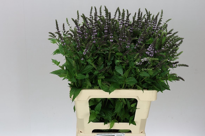 <h4>Mentha Dark Sensation</h4>