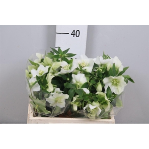 Hell Or Queens White