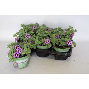 Calibrachoa cabaret Bumble Bee Blue