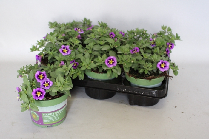 <h4>Calibrachoa cabaret Bumble Bee Blue</h4>