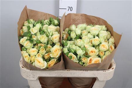 <h4>R Tr Bandolero</h4>