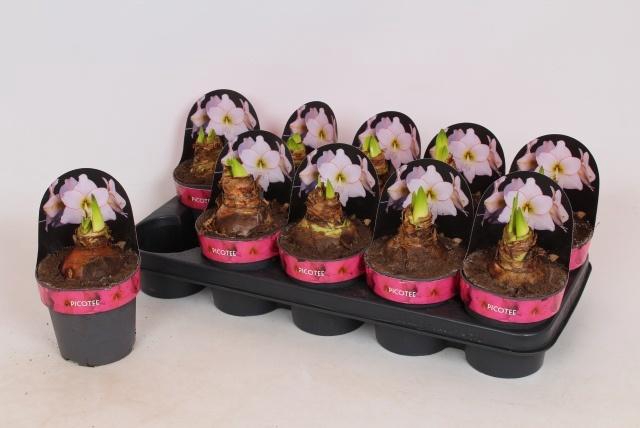 <h4>HIPP DI PICOTEE</h4>