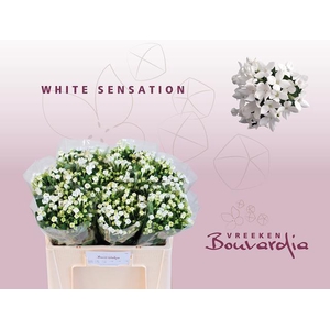 Bouvardia si white sensation