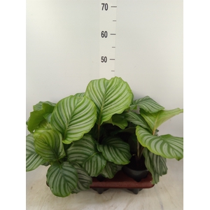 Calathea orbifolia